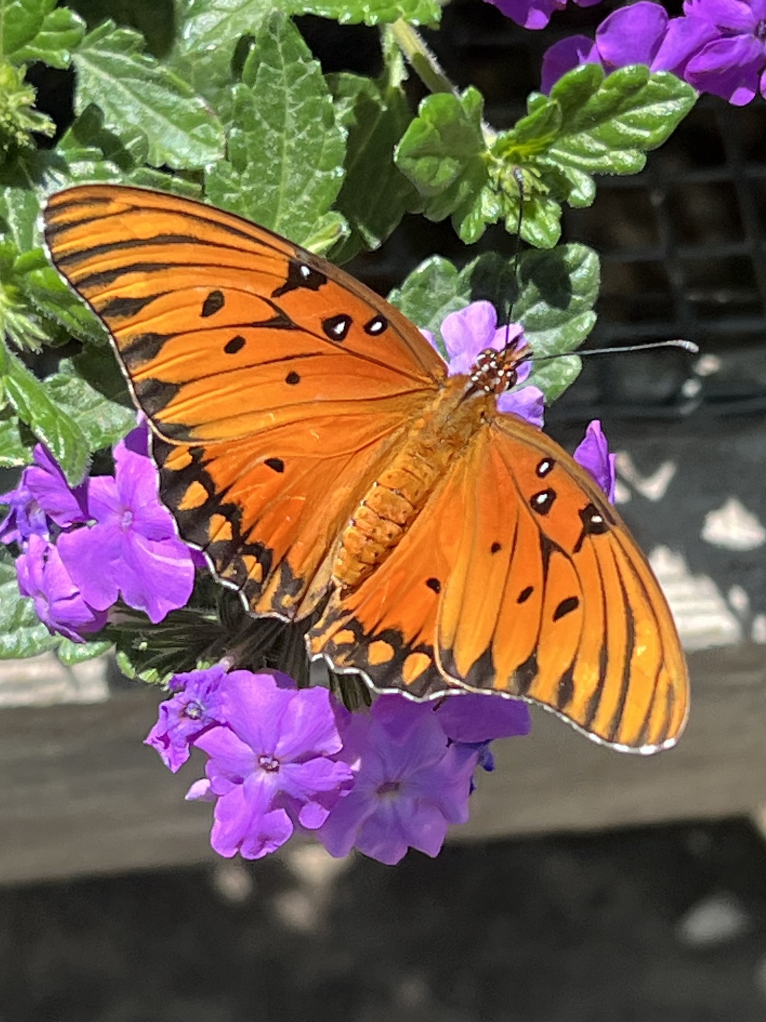 Gulf Fritillaries, come by every August a